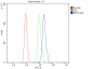 Anti-EEF2 Picoband™ Antibody (monoclonal, 5F5)